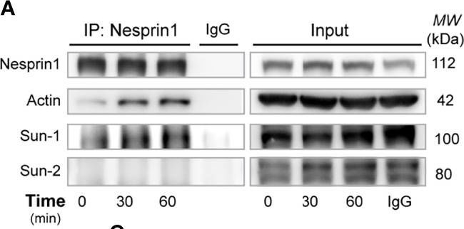 Fig.3.A showing Western Blotting in a Mus musculus (House mouse) sample from the publication: B Cells Adapt Their Nuclear Morphology to Organize the Immune Synapse and Facilitate Antigen Extraction.