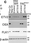Fig.6.C showing Western Blotting in a Mus musculus (House mouse) sample from the publication: CDK1 inhibition reduces osteogenesis in endothelial cells in vascular calcification.