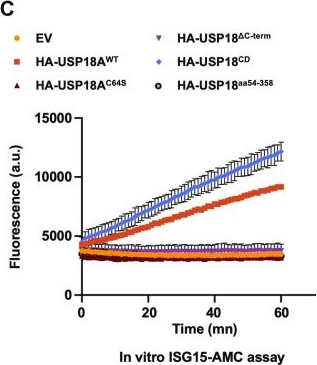Fig.3.C from the publication: Mechanisms of USP18 specificity toward ISG15 revealed by paralog sequence analysis comparison.
