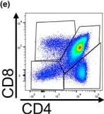Fig.1.E showing Flow cytometry/Cell sorting in a Mus musculus (House mouse) sample from the publication: T cell-expressed Ift88 is required for proper thymocyte differentiation in mice.