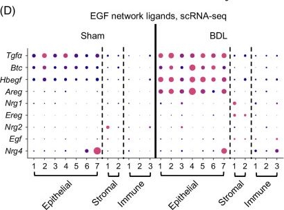 Fig.1.D from the publication: EGFR activation in cholangiocytes promotes extrahepatic bile duct regeneration after injury.