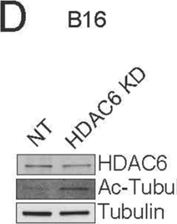 Fig.3.D showing Western Blotting in a Homo sapiens (Human) sample from the publication: Targeting HDAC6 improves anti-CD47 immunotherapy.