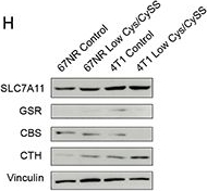 Fig.4.H showing Western Blotting from the publication: Targeting Cystine Addiction Suppresses Breast Cancer Lung Metastasis.