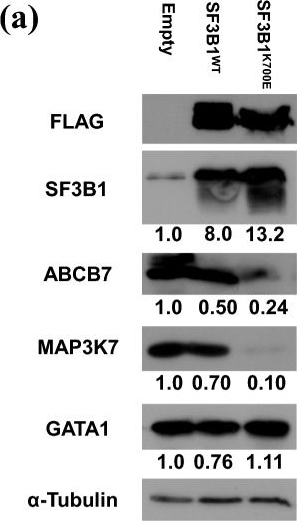 Fig.4.A showing Western Blotting in a Homo sapiens (Human) sample from the publication: Exploring the mechanistic link between SF3B1 mutation and ring sideroblast formation in myelodysplastic syndrome.