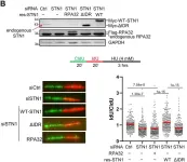 Fig.1.B showing Western Blotting from the publication: CaMKK2 and CHK1 phosphorylate human STN1 in response to replication stress to protect stalled forks from aberrant resection.