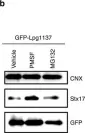Fig.3.B showing Western Blotting in a Mus musculus (House mouse) sample from the publication: Legionella effector Lpg1137 shuts down ER-mitochondria communication through cleavage of syntaxin 17.