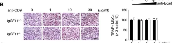 Fig.1.B showing Immunohistochemistry from the publication: CD44 Can Compensate for IgSF11 Deficiency by Associating with the Scaffold Protein PSD-95 during Osteoclast Differentiation.