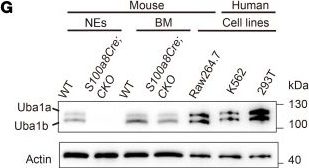 Fig.1.G showing Western Blotting from the publication: UBA1-depleted neutrophils disrupt immune homeostasis and induce VEXAS-like autoinflammatory disease in mice.