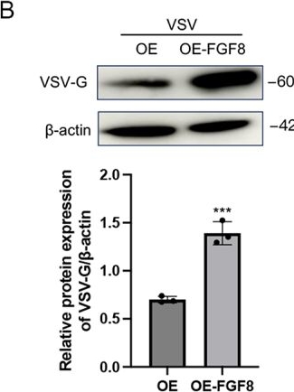 Fig.7.B showing Western Blotting from the publication: FGF8-mediated TRIM16 regulation promotes K48-linked ubiquitination and degradation of RIG-I to facilitate Influenza a virus immune evasion.