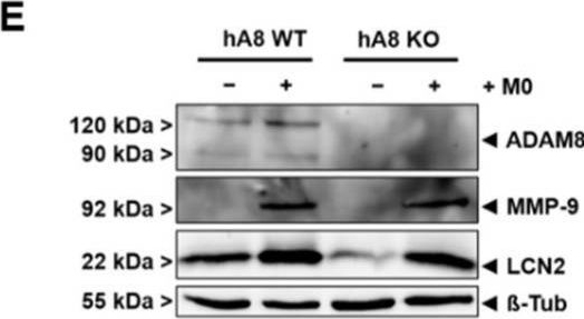 Fig.6.E showing Western Blotting in a Homo sapiens (Human) sample from the publication: ADAM8-Dependent Extracellular Signaling in the Tumor Microenvironment Involves Regulated Release of Lipocalin 2 and MMP-9.