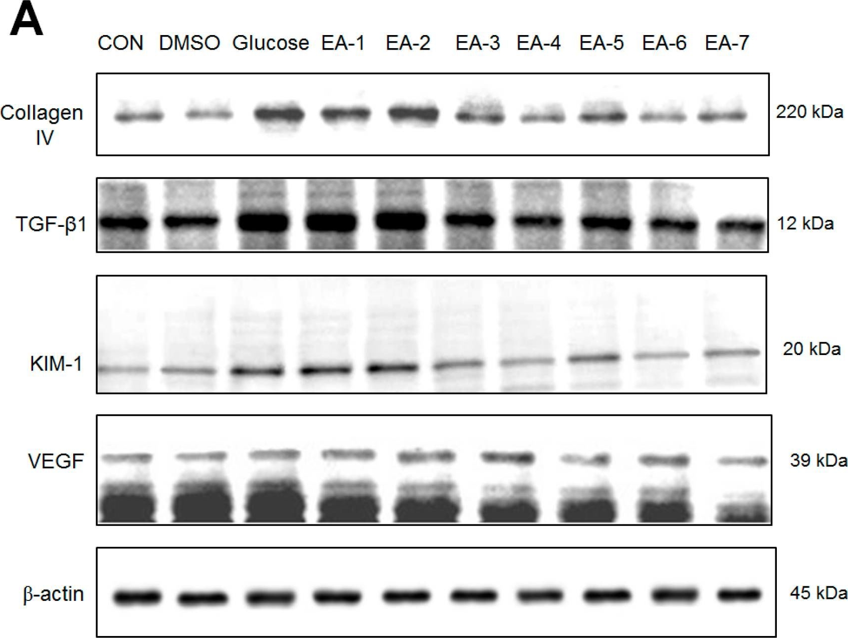 Fig.6.A showing Western Blotting from the publication: The Ethyl Acetate Extract of Phyllanthus emblica L. Alleviates Diabetic Nephropathy in a Murine Model of Diabetes.