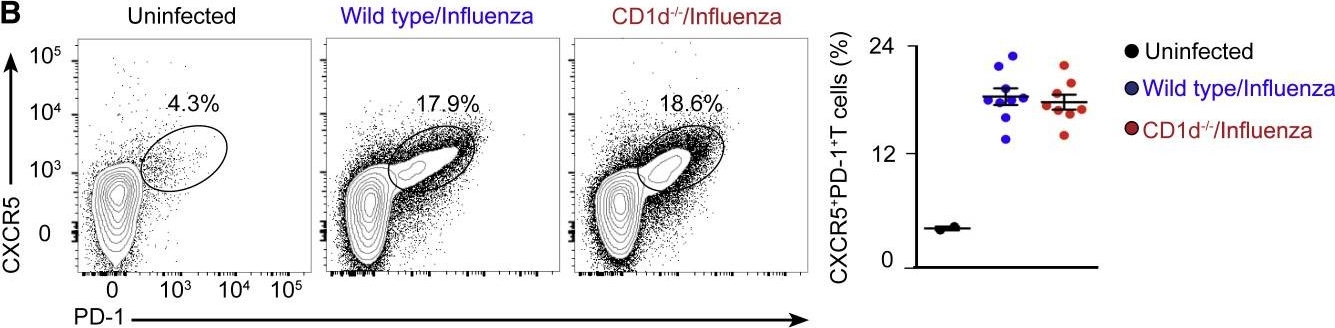 Fig.1.B showing Flow cytometry/Cell sorting in a Mus musculus (House mouse) sample from the publication: Initiation of Antiviral B Cell Immunity Relies on Innate Signals from Spatially Positioned NKT Cells.