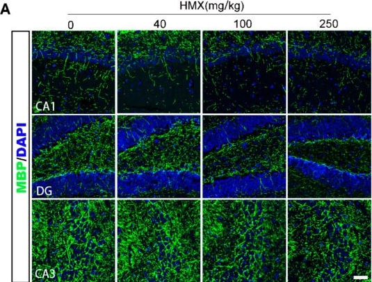 Fig.4.A showing Immunohistochemistry-immunofluorescence from the publication: Subacute Octahydro-1,3,5,7-tetranitro-1,3,5,7-tetrazocine Exposure Induces Neurobehavioral Deficits and Hippocampal Demyelination in Mice.