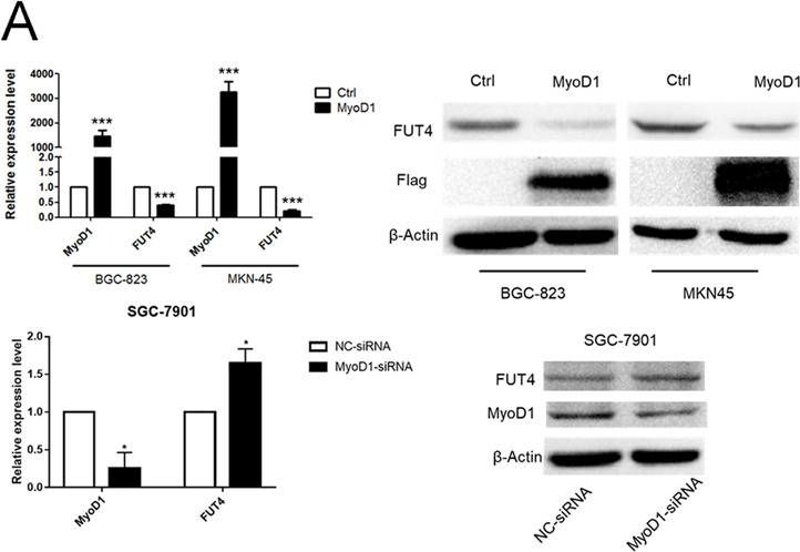 Fig.3.A showing Western Blotting in a Homo sapiens (Human) sample from the publication: MyoD1 suppresses cell migration and invasion by inhibiting FUT4 transcription in human gastric cancer cells.