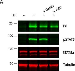 Fig.4.A showing Western Blotting from the publication: Extracellular matrix promotes clathrin-dependent endocytosis of prolactin and STAT5 activation in differentiating mammary epithelial cells.