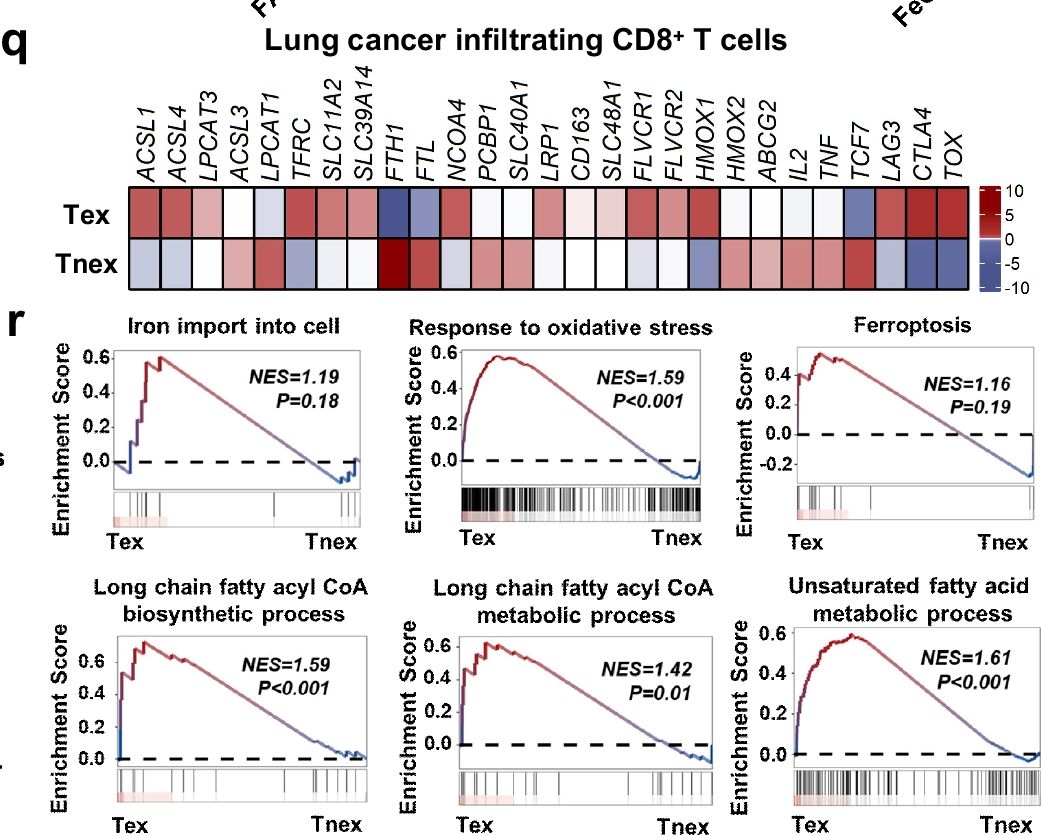 Fig.2.Q from the publication: Iron overload in the tumor microenvironment induces CD8+ T cell ferroptosis and dysfunction.
