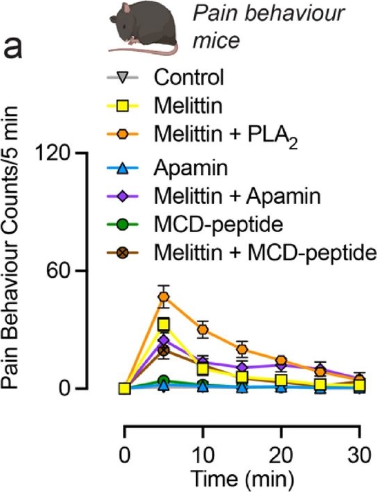 Fig.6.A from the publication: Venom composition and pain-causing toxins of the Australian great carpenter bee Xylocopa aruana.