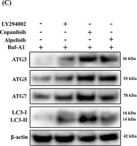 Fig.7.C showing Western Blotting from the publication: TGF-β-induced PI3K/AKT/mTOR pathway controls myofibroblast differentiation and secretory phenotype of valvular interstitial cells through the modulation of cellular senescence in a naturally occurring in vitro canine model of myxomatous mitral valve disease.