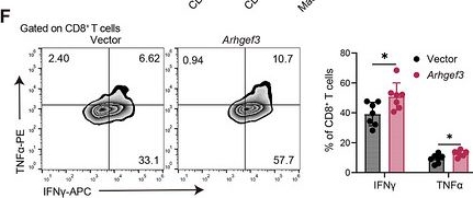 Fig.3.F showing Flow cytometry/Cell sorting in a Mus musculus (House mouse) sample from the publication: Tumor-Intrinsic ARHGEF3 Enhances Antitumor Immunity by Promoting T-Cell Infiltration and Limiting Myeloid Cell-Mediated Immunosuppression.