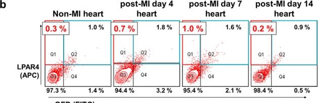 Fig.5.B showing Flow cytometry/Cell sorting in a Mus musculus (House mouse) sample from the publication: SOX17-mediated LPAR4 expression plays a pivotal role in cardiac development and regeneration after myocardial infarction.