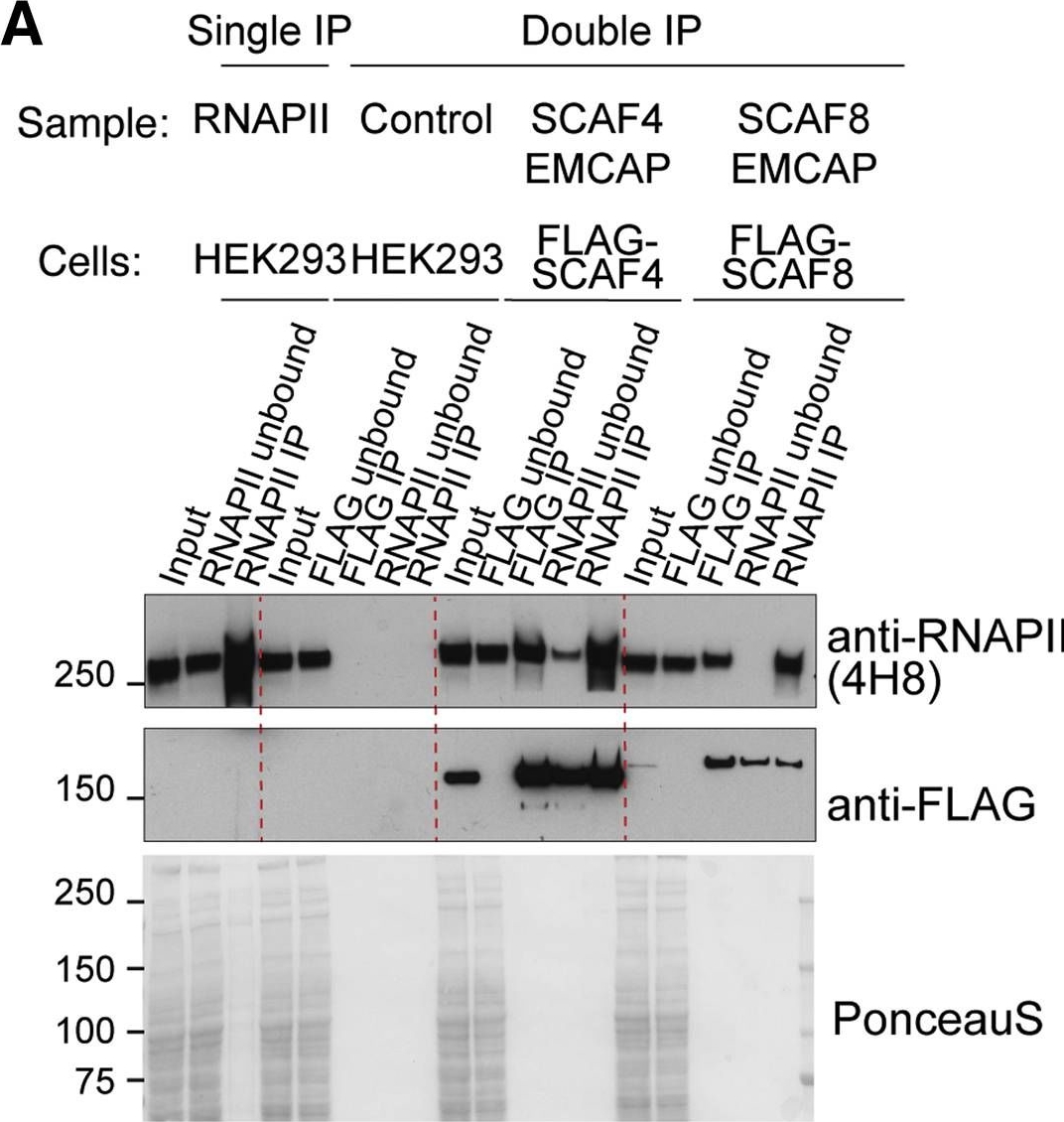 Fig.2.A showing Western Blotting in a Homo sapiens (Human) sample from the publication: Elongation factor-specific capture of RNA polymerase II complexes.