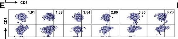 Fig.6.E showing Flow cytometry/Cell sorting in a Mus musculus (House mouse) sample from the publication: A Methionine Allocation Nanoregulator for the Suppression of Cancer Stem Cells and Support to the Immune Cells by Epigenetic Regulation.