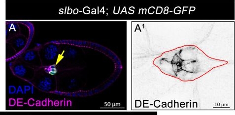 Fig.6.A showing Immunohistochemistry-immunofluorescence in a Drosophila melanogaster (Fruit fly) sample from the publication: Polar cell membrane nanotubes containing microtubules and acidic vesicles render Drosophila eggs fertile.