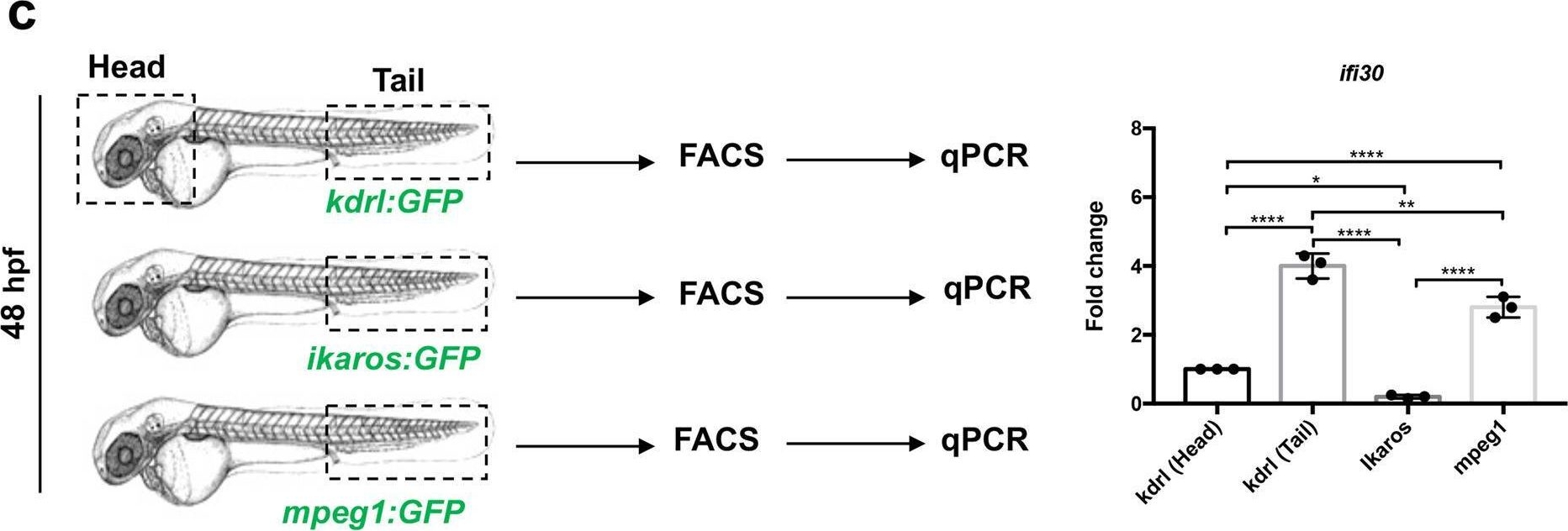 Fig.2.C showing Flow cytometry/Cell sorting in a Homo sapiens (Human) sample from the publication: A connexin/ifi30 pathway bridges HSCs with their niche to dampen oxidative stress.
