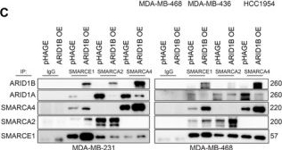 Fig.3.C showing Western Blotting in a Homo sapiens (Human) sample from the publication: Disruption of ARID1B Recruitment to the Nuclear Pore Complex as a New Anticancer Therapeutic Strategy.