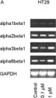 Fig.6.A showing Western Blotting from the publication: Mycophenolate mofetil modulates adhesion receptors of the beta1 integrin family on tumor cells: impact on tumor recurrence and malignancy.