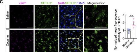 Fig.5.C showing Immunohistochemistry-immunofluorescence from the publication: ER stress in D1-MSNs mediates cocaine-induced behavioral plasticity via the ATF4-SPTLC1 axis.