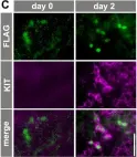 Fig.5.C showing Immunofluorescence in a Mus musculus (House mouse) sample from the publication: Hierarchical differentiation competence in response to retinoic acid ensures stem cell maintenance during mouse spermatogenesis.