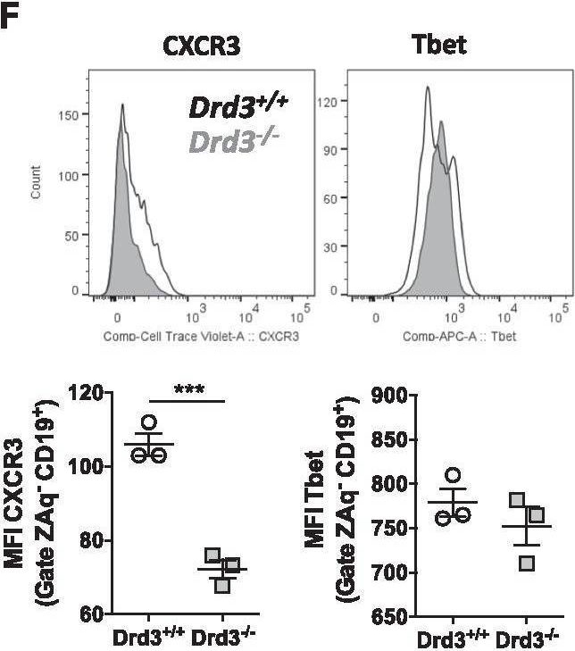 Fig.5.F showing Flow cytometry/Cell sorting in a Mus musculus (House mouse) sample from the publication: Dopaminergic stimulation leads B-cell infiltration into the central nervous system upon autoimmunity.