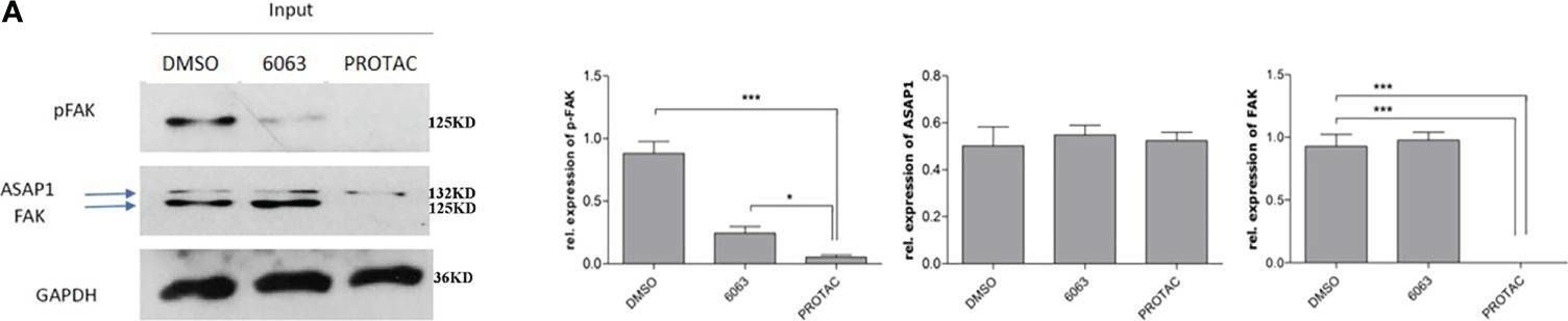 Fig.5.A showing Western Blotting in a Homo sapiens (Human) sample from the publication: FAK PROTAC Inhibits Ovarian Tumor Growth and Metastasis by Disrupting Kinase Dependent and Independent Pathways.