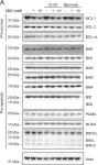 Fig.3.A showing Western Blotting in a Homo sapiens (Human) sample from the publication: By reducing global mRNA translation in several ways, 2-deoxyglucose lowers MCL-1 protein and sensitizes hemopoietic tumor cells to BH3 mimetic ABT737.