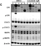 Fig.2.C showing Western Blotting in a Mus musculus (House mouse) sample from the publication: Mouse model for ROS1-rearranged lung cancer.