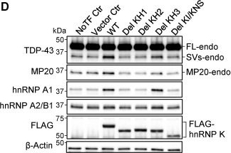 Fig.8.D showing Western Blotting from the publication: Dominant-negative isoform of TDP-43 is regulated by ALS-linked RNA-binding proteins.