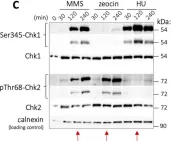Fig.1.C showing Western Blotting in a Homo sapiens (Human) sample from the publication: The Alkylating Agent Methyl Methanesulfonate Triggers Lipid Alterations at the Inner Nuclear Membrane That Are Independent from Its DNA-Damaging Ability.