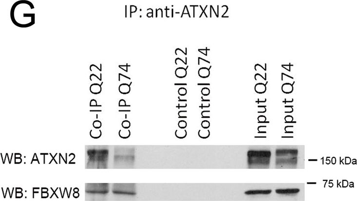 Fig.1.G showing Western Blotting in a Homo sapiens (Human) sample from the publication: Both ubiquitin ligases FBXW8 and PARK2 are sequestrated into insolubility by ATXN2 PolyQ expansions, but only FBXW8 expression is dysregulated.