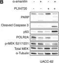 Fig.3.B showing Western Blotting from the publication: BRAF inhibition sensitizes melanoma cells to α-amanitin via decreased RNA polymerase II assembly.