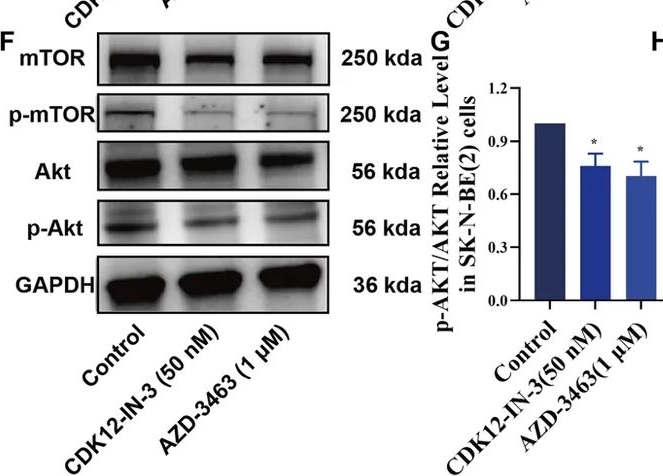 Fig.8.F showing Western Blotting from the publication: Virtual screening and MD simulation-guided discovery of CDK12-IN-3, a potent ALK inhibitor suppressing neuroblastoma growth in vitro and in vivo.