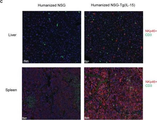 Fig.3.C from the publication: Human Hematopoietic Stem Cell Engrafted IL-15 Transgenic NSG Mice Support Robust NK Cell Responses and Sustained HIV-1 Infection.