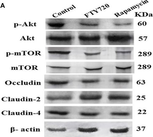 Fig.3.A showing Western Blotting from the publication: The functional antagonist of sphingosine-1-phosphate, FTY720, impairs gut barrier function.