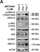 Fig.9.A showing Western Blotting in a Homo sapiens (Human) sample from the publication: SRC kinase drives multidrug resistance induced by KRAS-G12C inhibition.