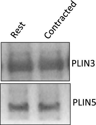 Higher PLIN5 but not PLIN3 content in isolated skeletal muscle mitochondria following acute in vivo contraction in rat hindlimb.