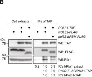 Fig.2.B showing Western Blotting in an Equus caballus (Horse) sample from the publication: Break-induced replication is enhanced by a phospho-activated RPA-binding module in Pol32.