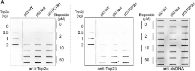 Fig.1.A showing Western Blotting from the publication: Etoposide-induced DNA damage is increased in p53 mutants: identification of ATR and other genes that influence effects of p53 mutations on Top2-induced cytotoxicity.