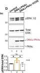 Fig.6.D showing Western Blotting in a Homo sapiens (Human) sample from the publication: An acquired scaffolding function of the DNAJ-PKAc fusion contributes to oncogenic signaling in fibrolamellar carcinoma.