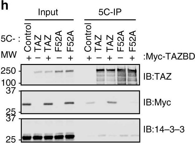 Fig.8.H showing Western Blotting in a Sus scrofa (Wild pig) sample from the publication: Mediated nuclear import and export of TAZ and the underlying molecular requirements.