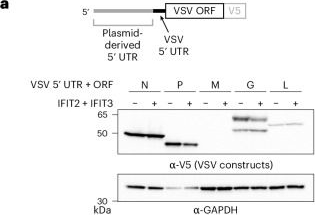 Fig.5.A showing Western Blotting in a Homo sapiens (Human) sample from the publication: The IFIT2-IFIT3 antiviral complex targets short 5' untranslated regions on viral mRNAs for translation inhibition.